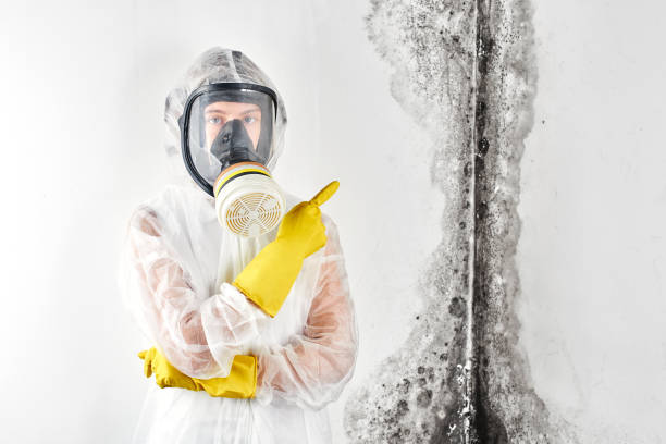 Why You Should Choose Our Mold Remediation Services in Fort Plain, NY